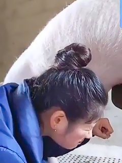 Mamadas a cerdos
