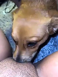 Perro lame coño