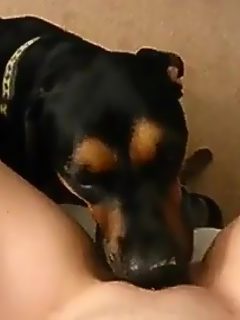 Lamidas de perro hasta el orgasmo