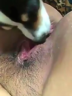 Perro lamiendo el coño de una mujer