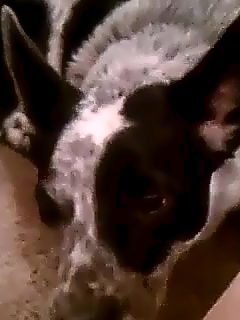 Video de sexo con perros lamiendo coño