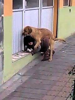 Porno de una mujer y un perro
