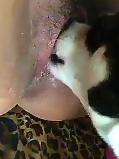 Perro comiendo coño porno