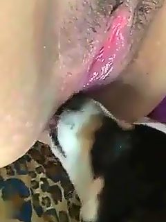 Perro comiendo coño porno