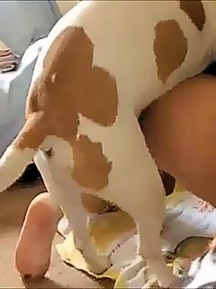 Hombre follando con perro