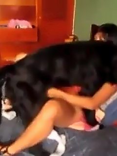 Perro sexo con mujer
