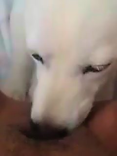 Amateur perro lamiendo coño