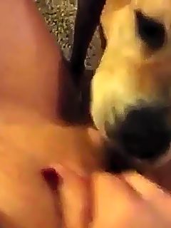 Perro lamiendo el coño de una milf