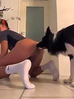 Perro lamer culo gay