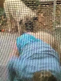 Perro lamiendo coño en casa